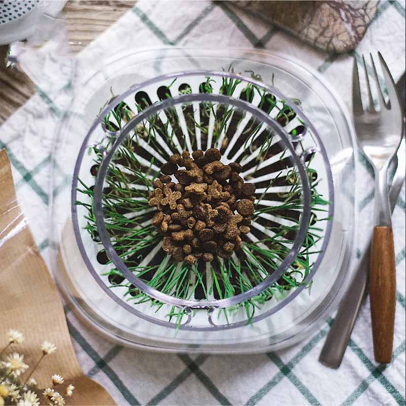 Mund Katzen-Trinkschale