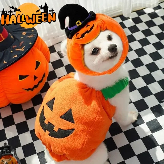 Halloween Pumpkin Für Hund und katze