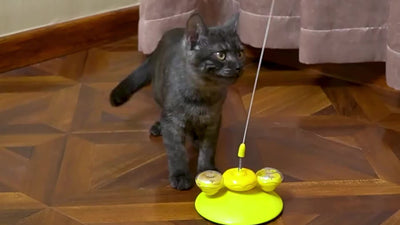 Katzen stock Katze Spielzeug Ball