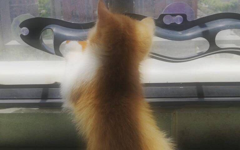 Fensterbank Haustier Spielzeug Katzenkugel