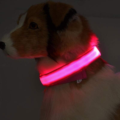 LED-Halsband