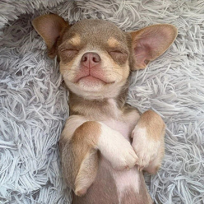 Hund Bett und Katzen