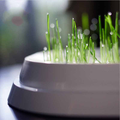 Mund Katzen-Trinkschale