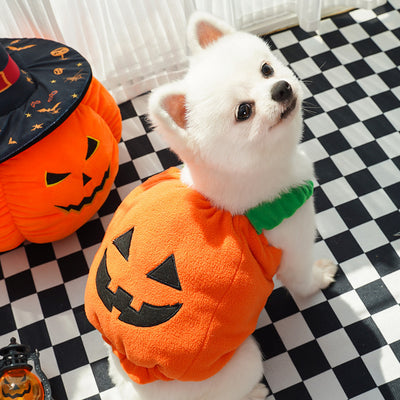 Halloween Pumpkin Für Hund und katze